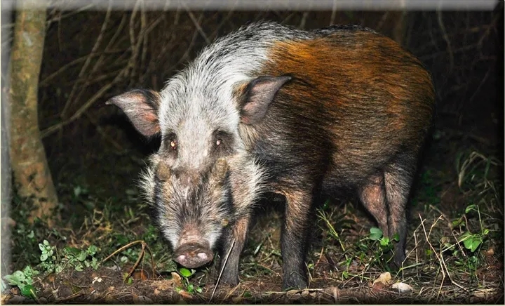 闈炴床閲庣尓鍒嗗竷鍖哄煙,闈炴床閲庣尓