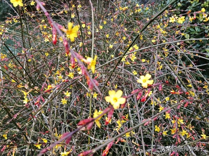 花花草草迎春来,花花草草生机勃勃
