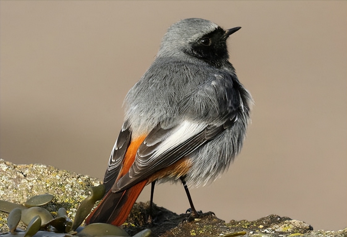 鸟儿大全高清图,高清珍稀鸟动态图片大全