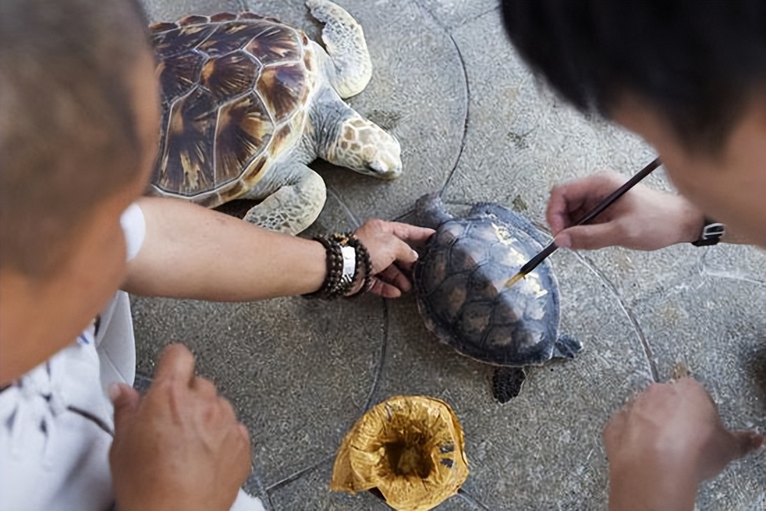 灵隐寺旁现大量乌龟死亡,投毒杭州事件