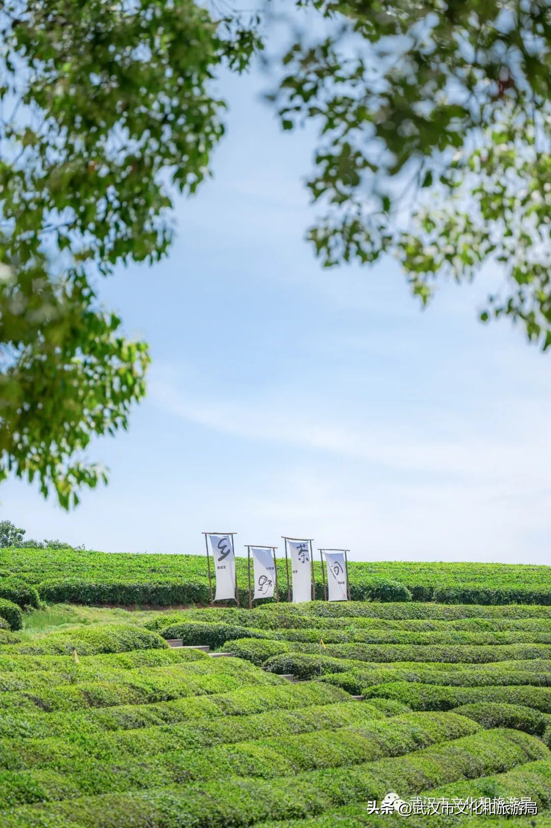 万亩野生古茶园,武汉野生森林