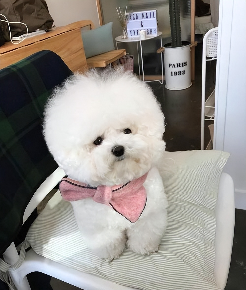 哪几种狗最温顺不爱咬人,性格最温顺不咬人的狗是怎么回事