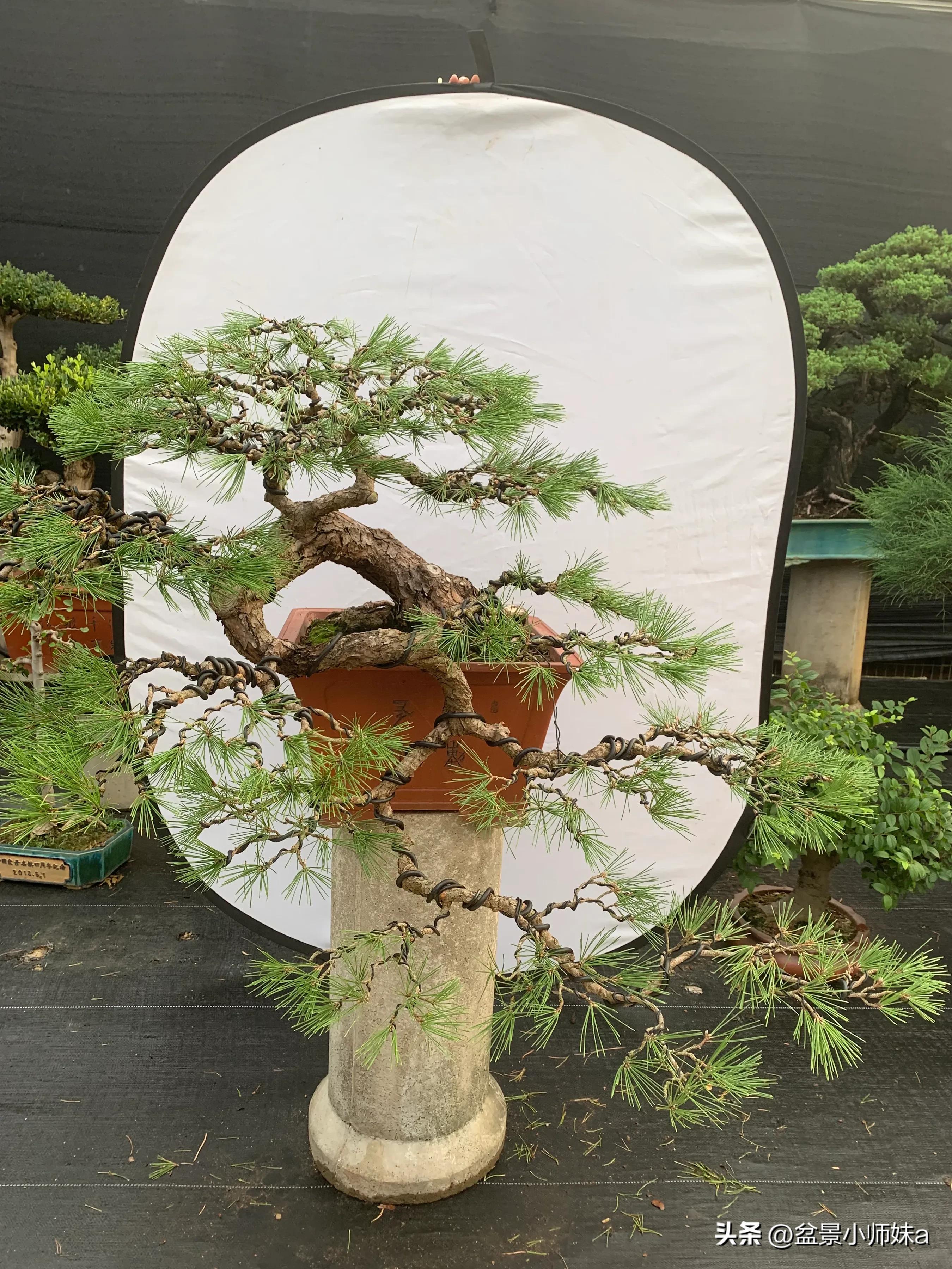 黑松盆景制作视频 (日本黑松盆景出售)