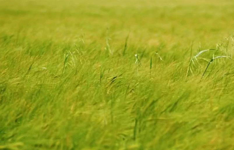 英国富豪农场纪录片,英国富豪农场主纪录片