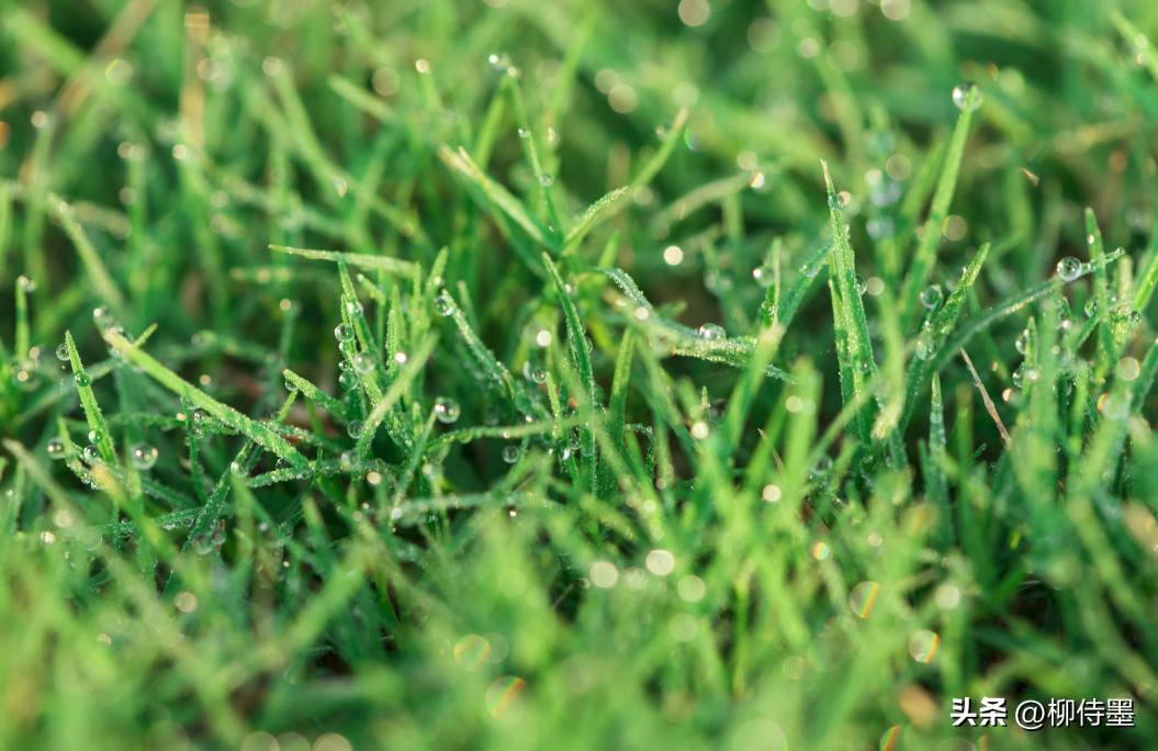 手机专业摄影拍照技巧教程,专业摄影大师拍照技巧