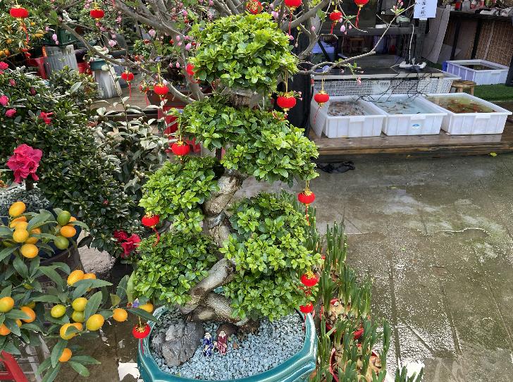 广州芳村花地古玩城,花地湾古玩城花市