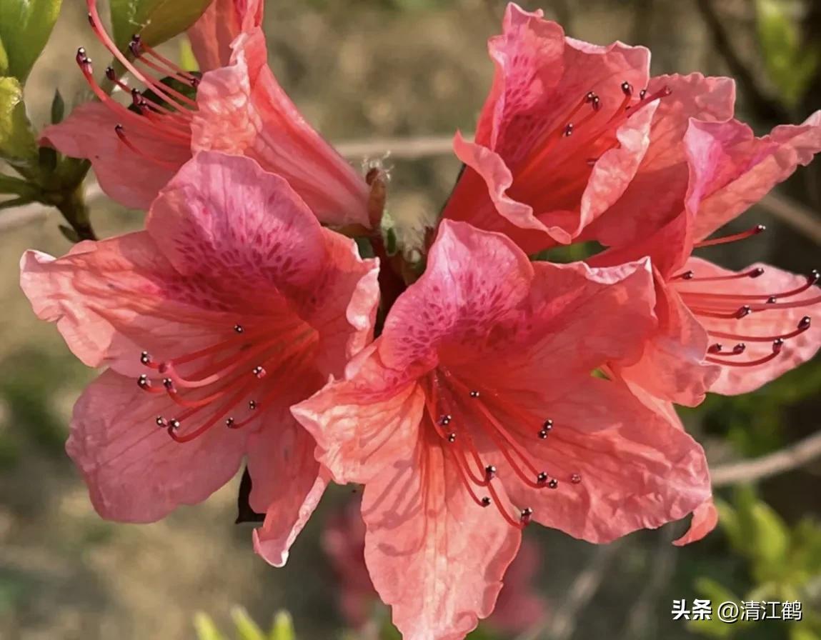 映山红扦插繁殖方法,映山红的扦插繁殖方法