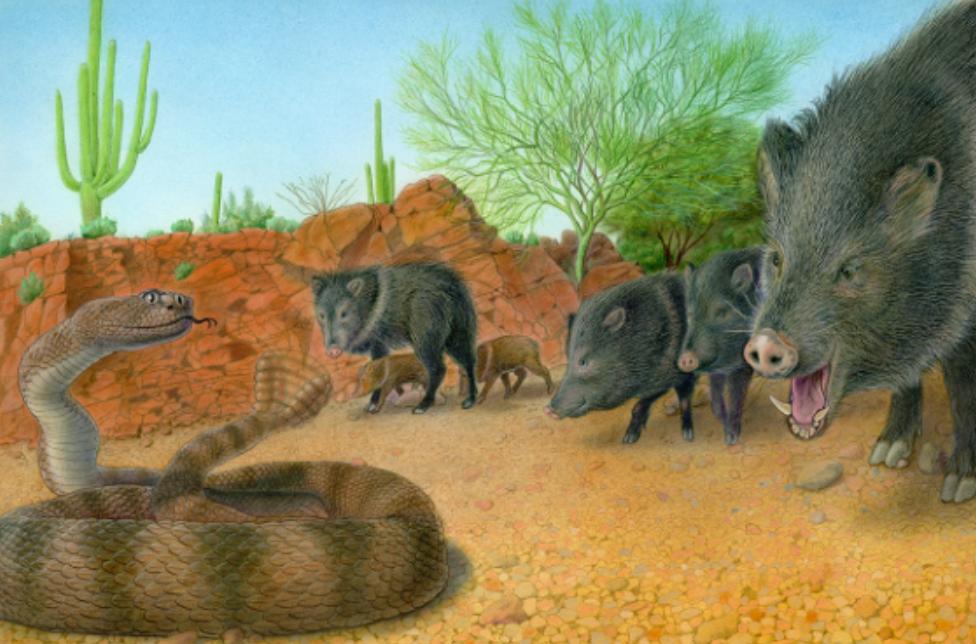 农村老人常说：猪是蛇的克星，是真的吗？难道猪不怕蛇毒吗？