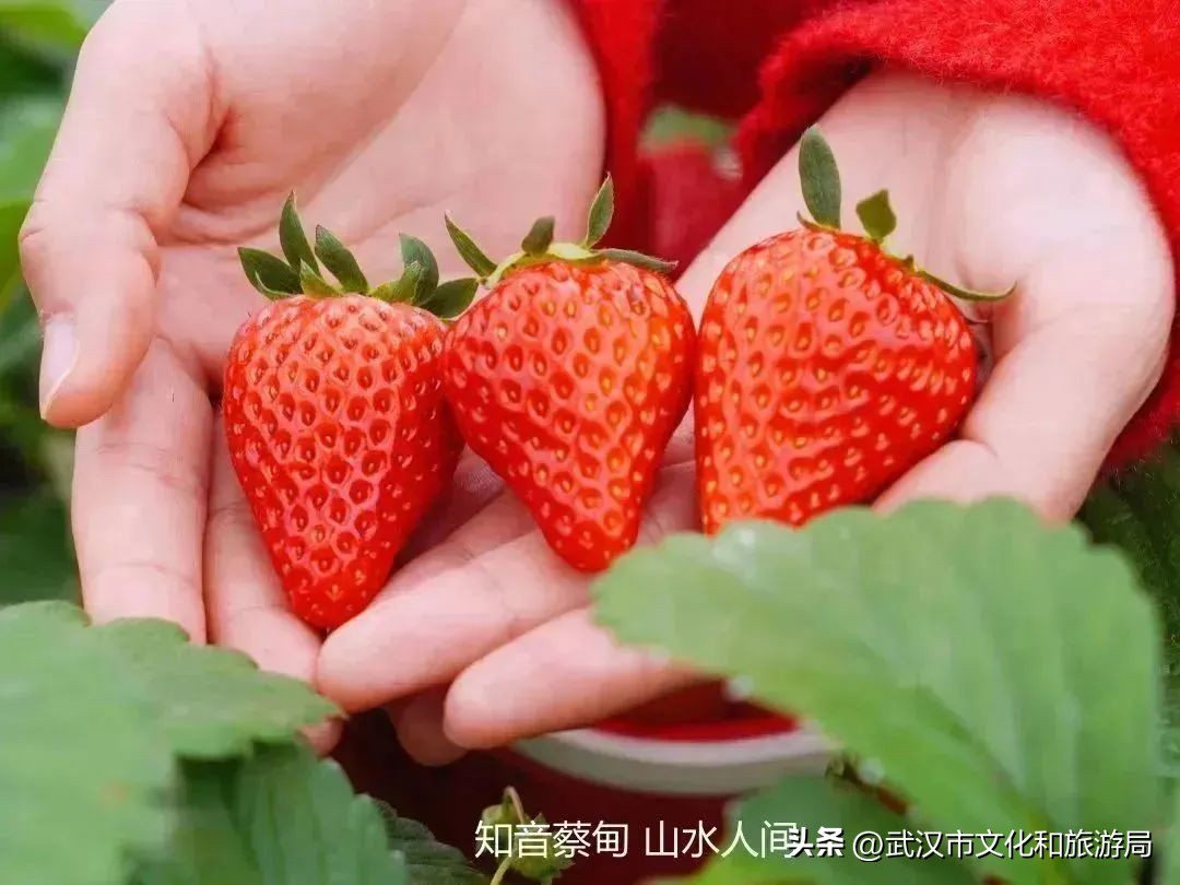 又红又大的草莓欢迎采摘,最近的草莓采摘在哪里