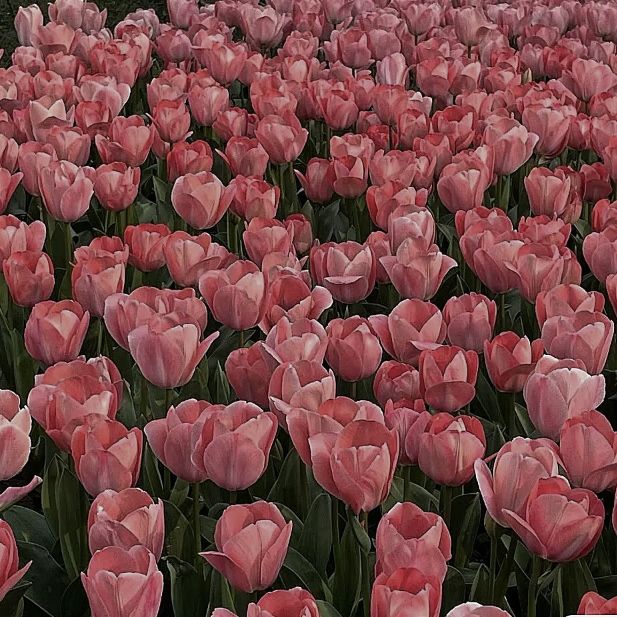 背景图ins风鲜花,ins复古黑色鲜花壁纸