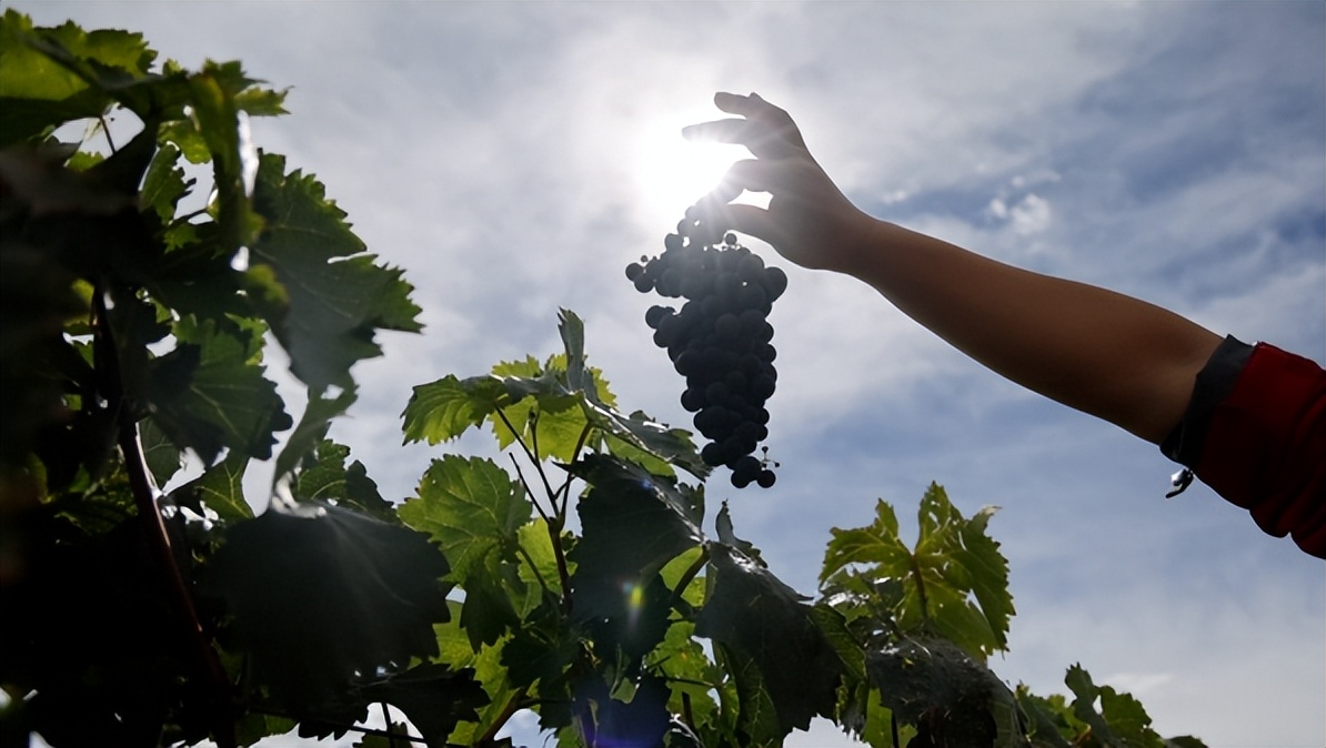 小葡萄串起乡村振兴大梦想,桑日县葡萄