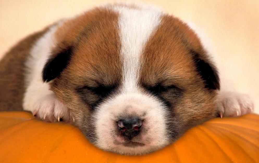 小狗呕吐拉稀怎么回事啊,小狗呕吐拉稀是怎么回事