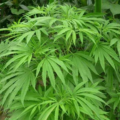 火麻仁属于违禁品,火麻这个植物有毒吗