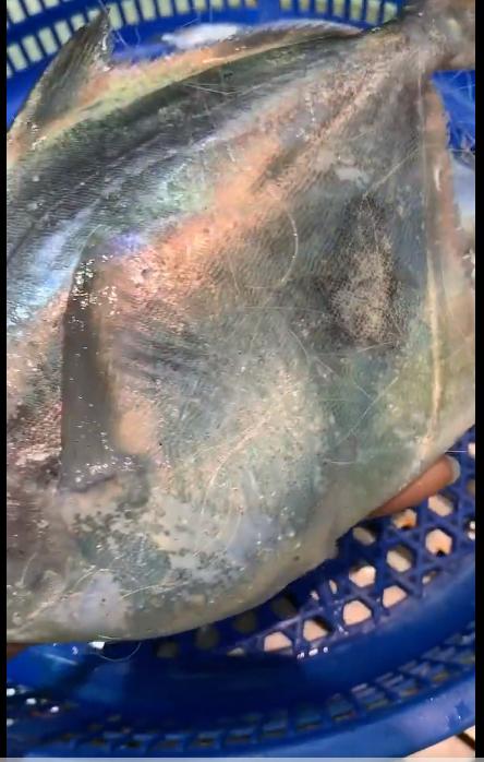 海边的你知道什么是流网.张网吗？聊聊宁波的流网作业和张网作业