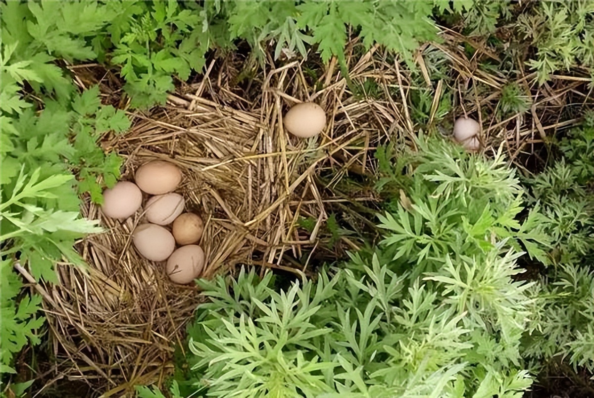 超市买的鸡蛋放冰箱里,超市买的鸡蛋放了一个月还能吃吗