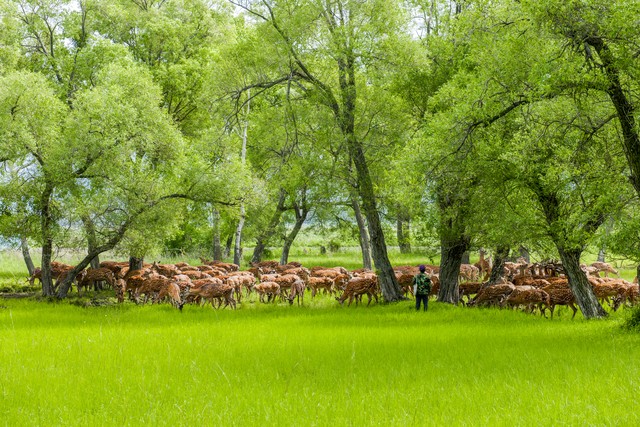 农村养殖最好养的项目是什么,40岁想回农村搞养殖不知养什么好