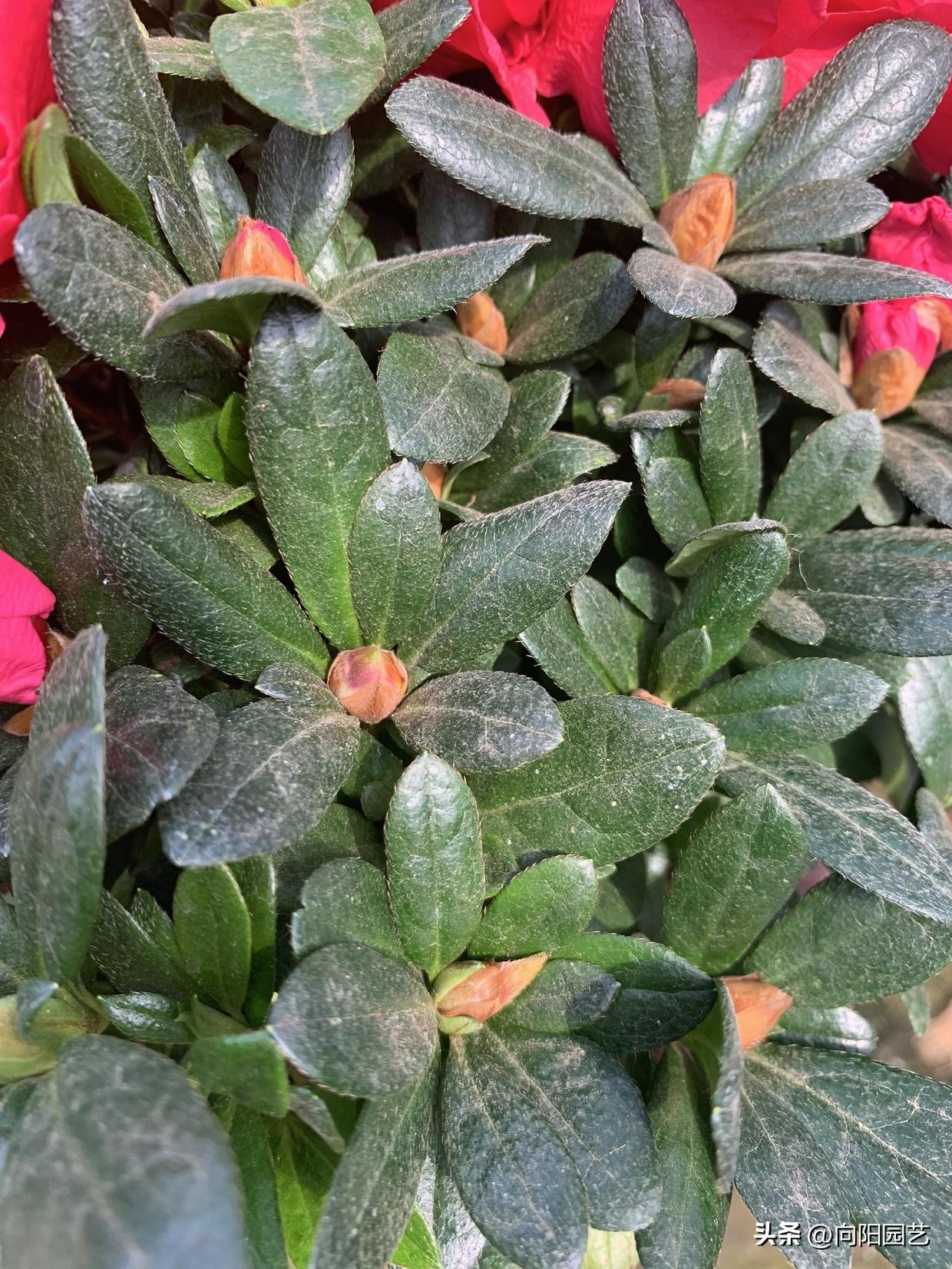 家里养的花开花就掉了,买的花回来养掉叶子