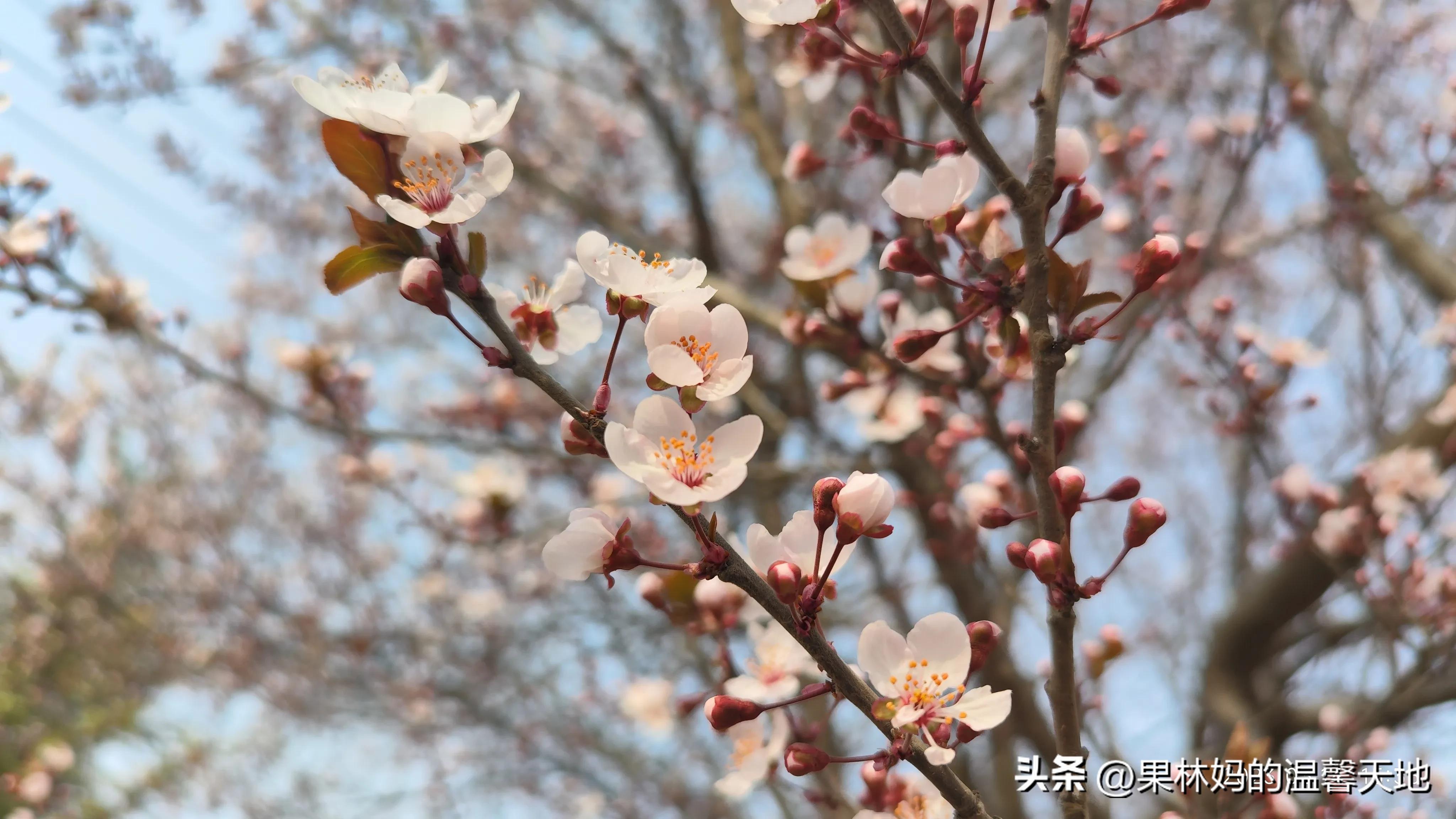 鼻腔有异物可以看急诊吗,晚上鼻腔异物看急诊