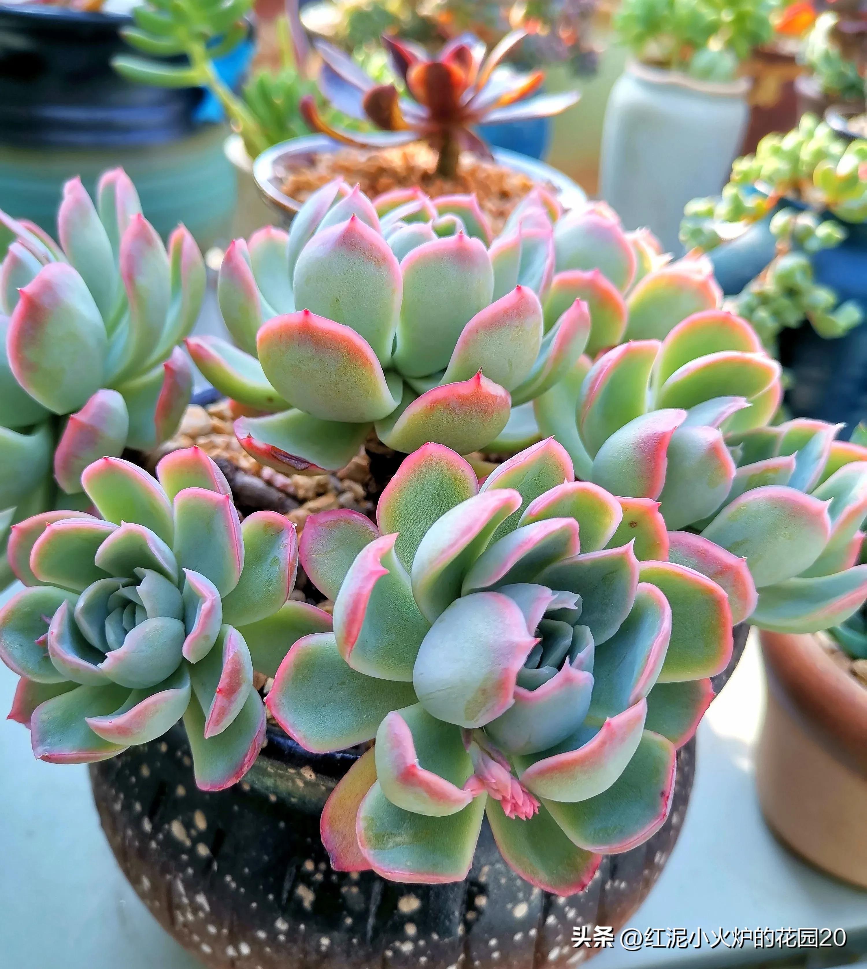 说说你生活中踩过的坑,那些年我踩过的坑原视频