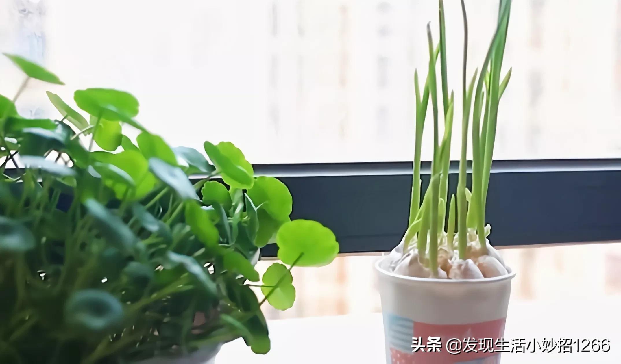 分享20个生活小妙招，手机不小心进水，这个方法比吹风机还好用