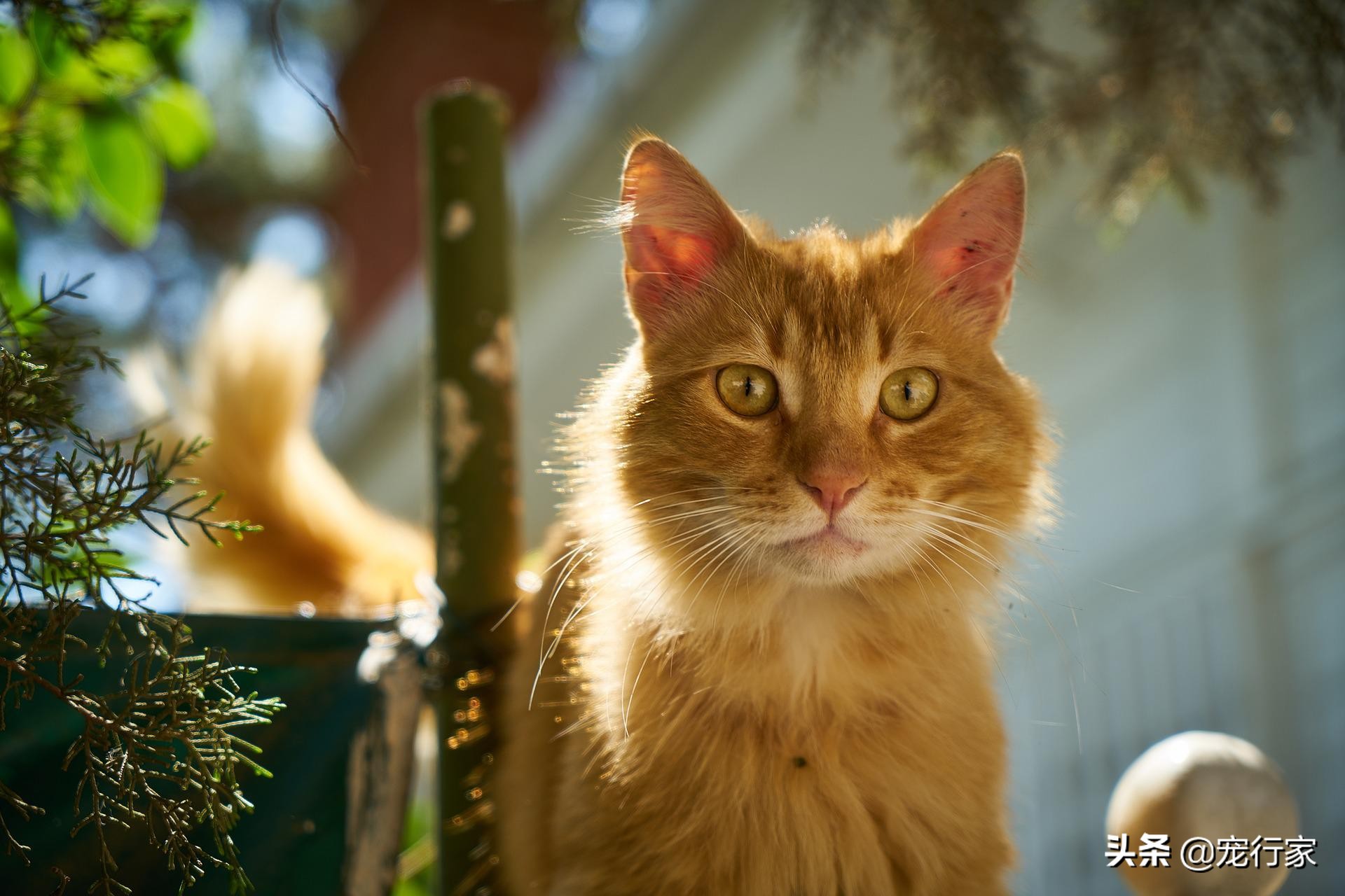 为什么猫屎砂盖不住猫屎,猫上厕所味道很大用什么猫砂
