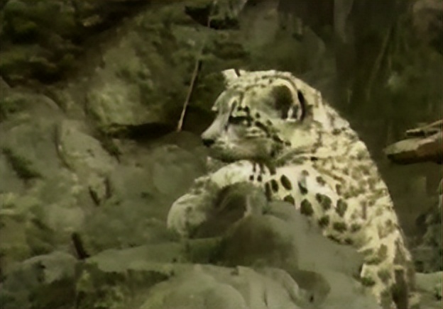 08年新疆牧民捡两只猫崽,中国男子捡到一只奶猫