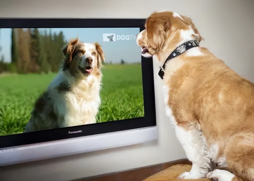 狗狗感冒了需要盖被子吗,狗晚上会睡整晚吗