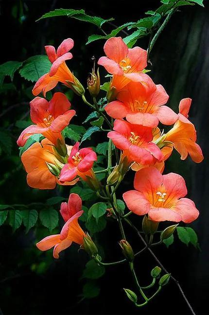 一花一世界一念一佳人的图片,一花一世界一叶一春秋图片