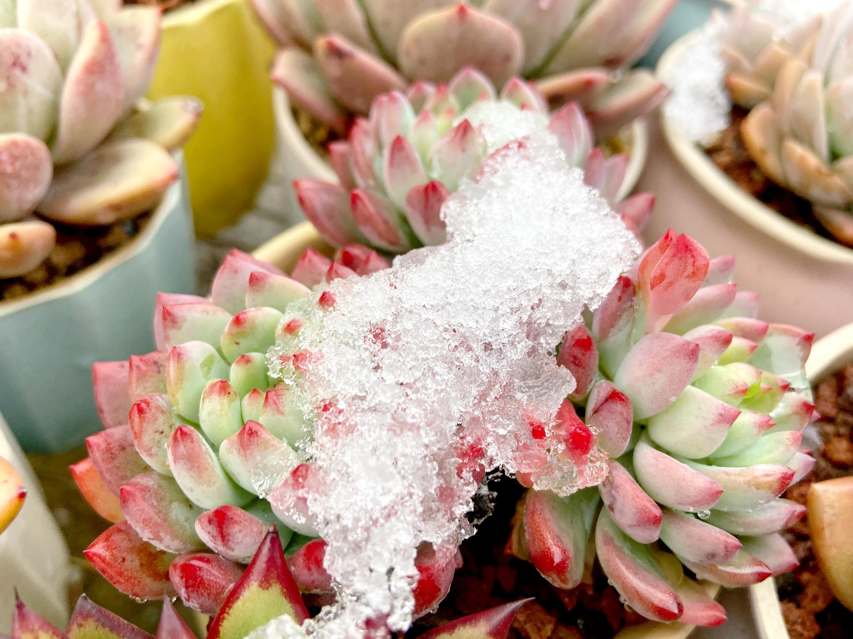 多肉被雪冻了怎么办,多肉被太阳晒得发白了怎么补救