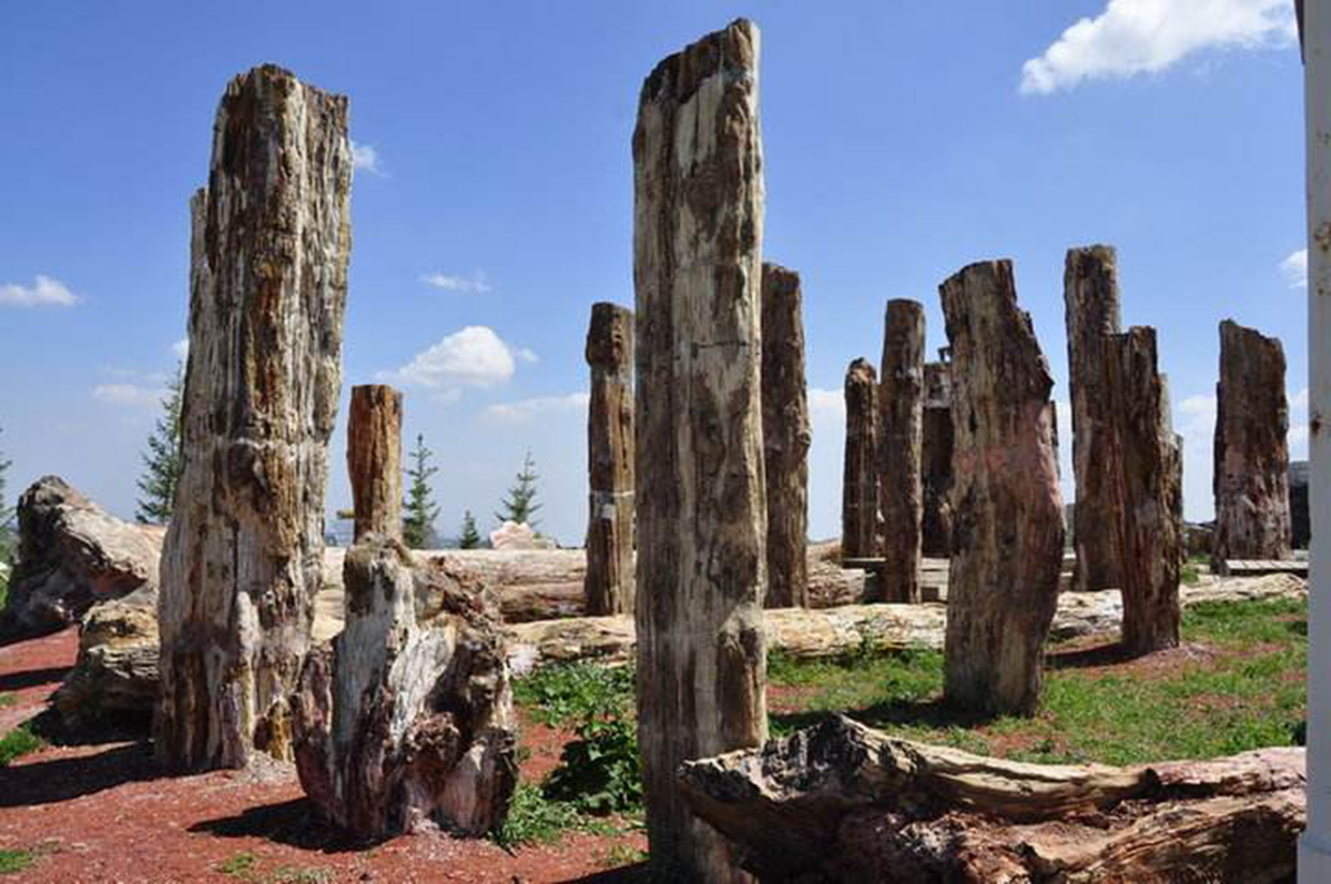 硅化木的原始树木,硅化木和树化石