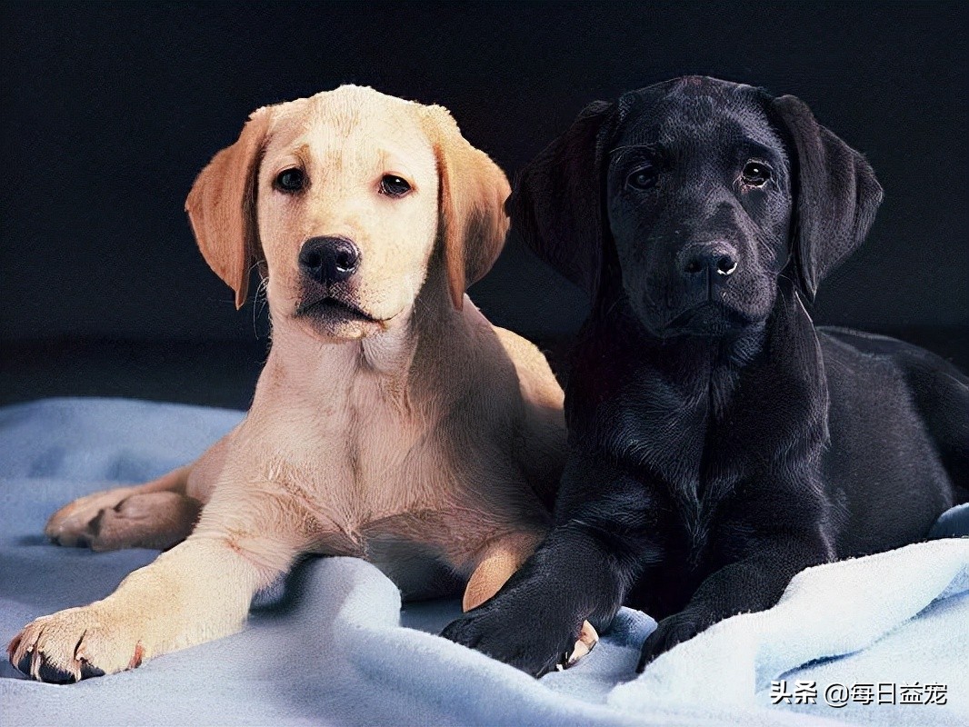 纯种拉布拉多犬特征介绍图解,纯种拉布拉多幼崽特征