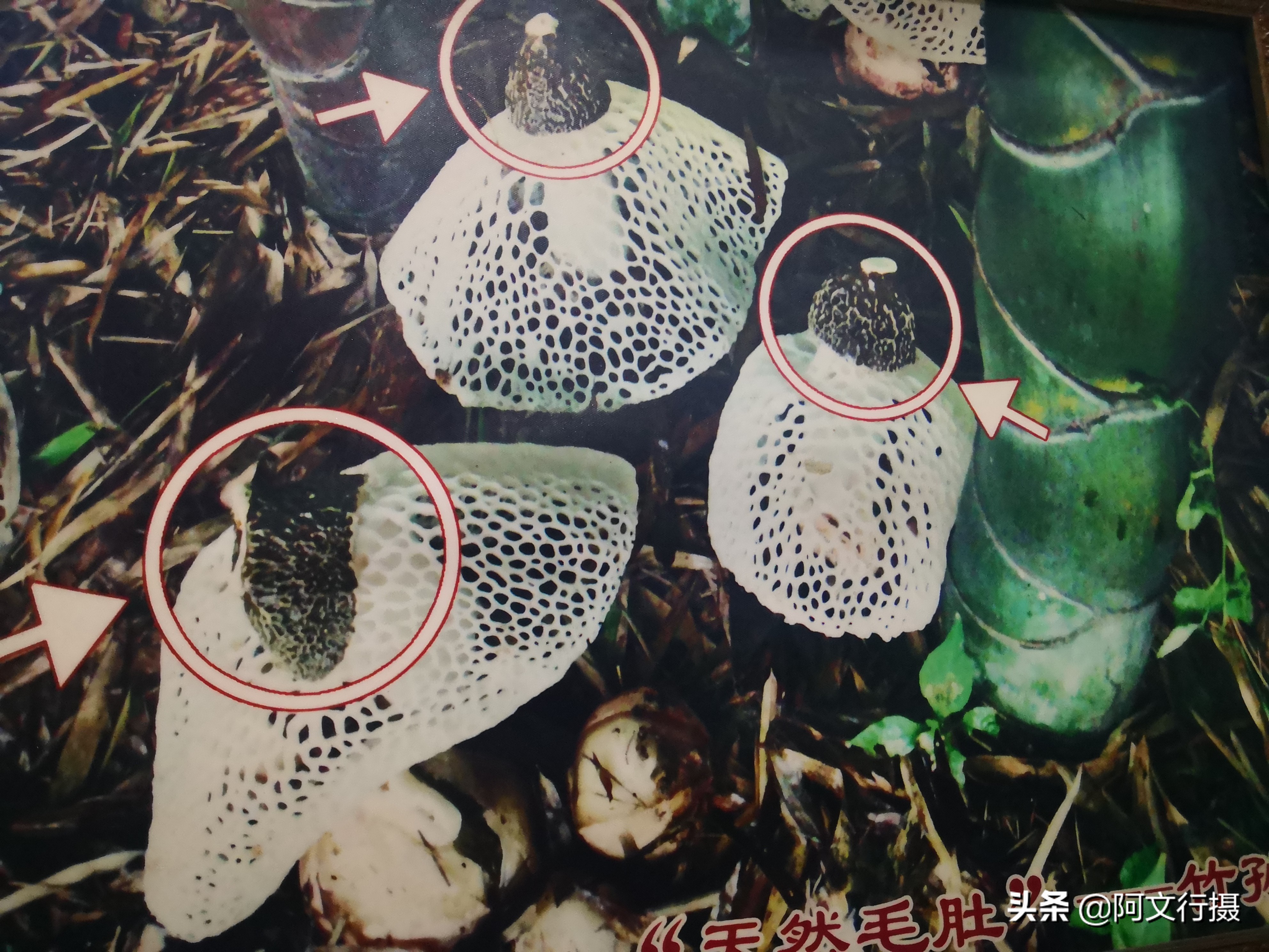 自驾游蜀南竹海一日游攻略,蜀南竹海自驾游旅游攻略图