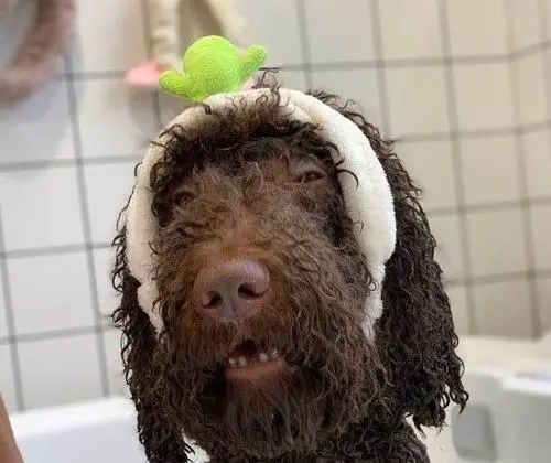 2个月泰迪怎么养,养泰迪一个月多少钱