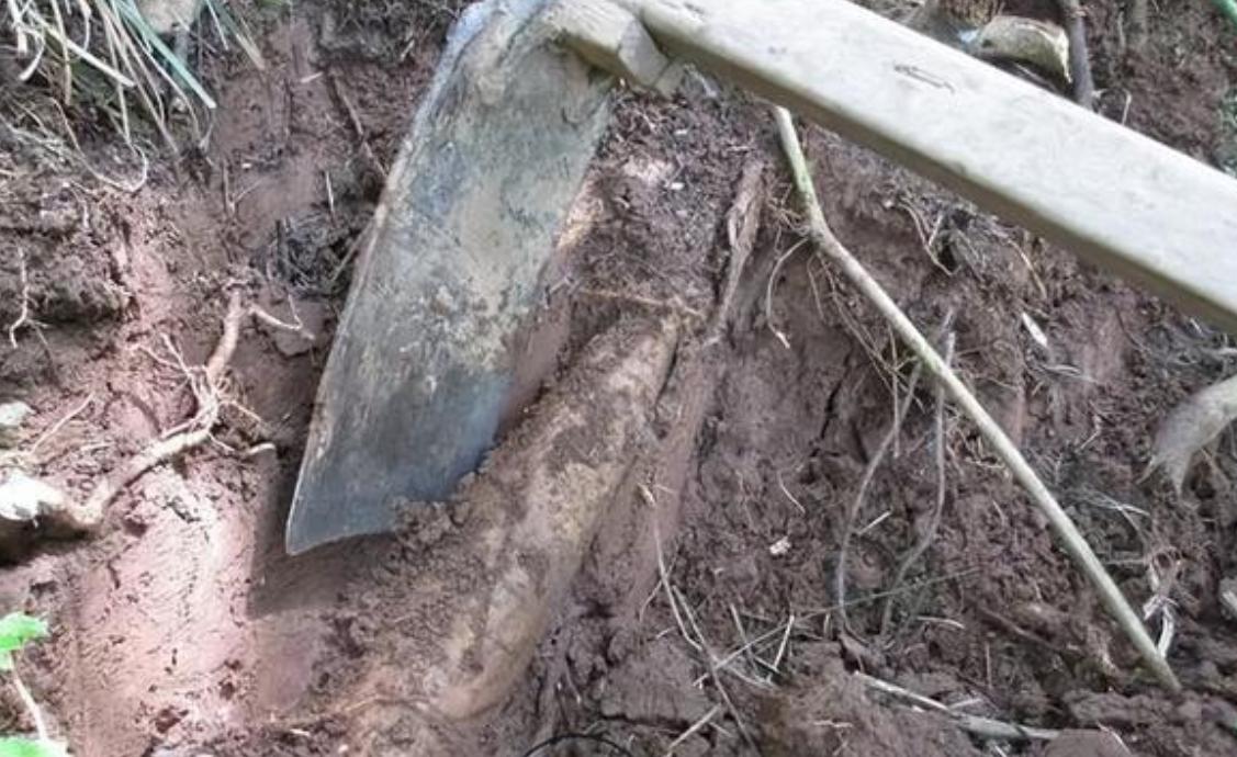 四川老汉挖出250斤人形树根,四川男子挖到人形树根