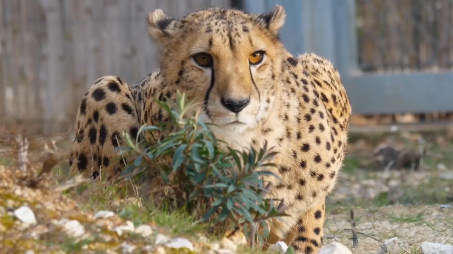 猎豹可以打过人类吗,如果在野外遇到猎豹怎么办