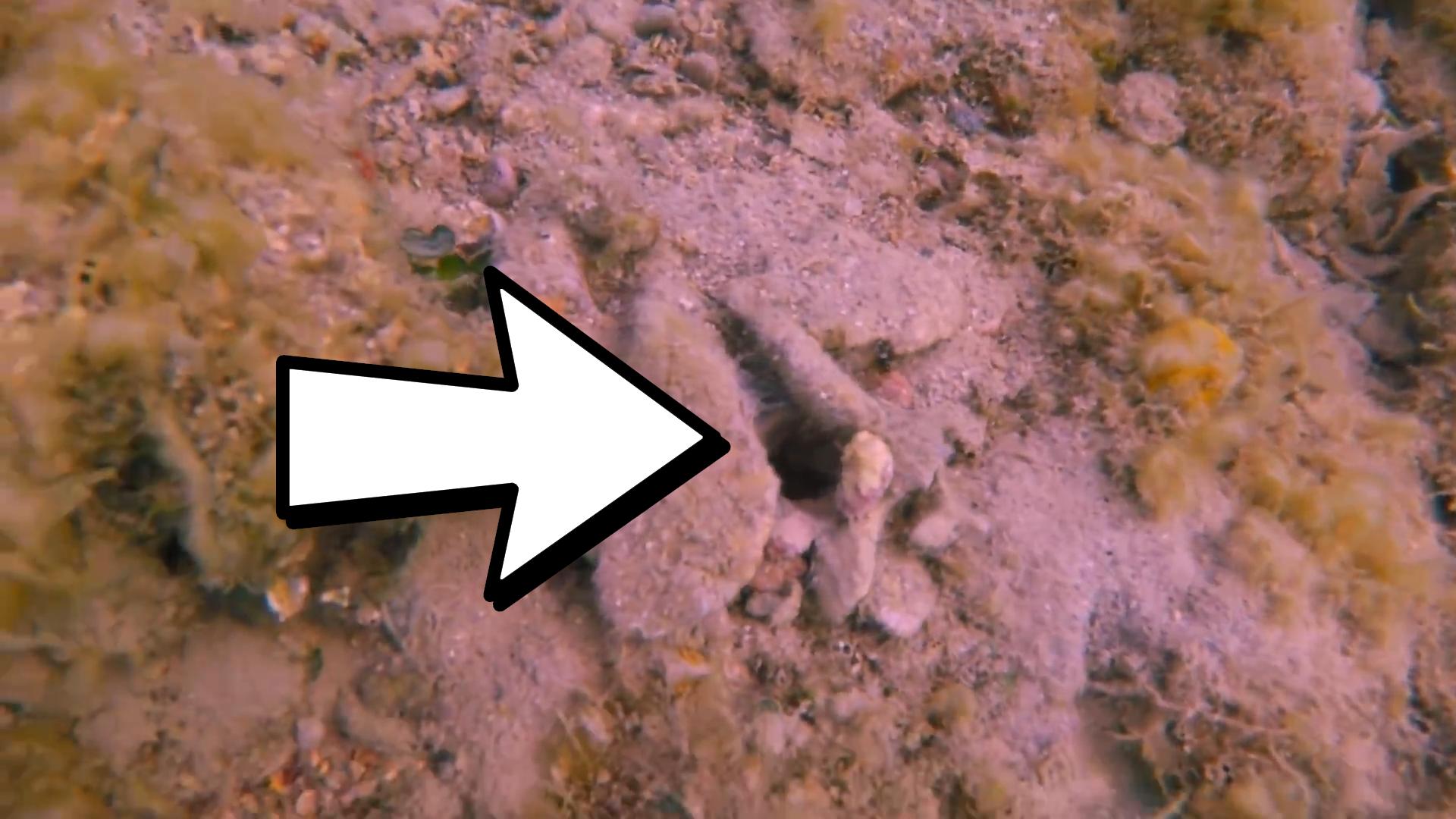 博比特虫遭遇人类袭击,巨型博比特虫