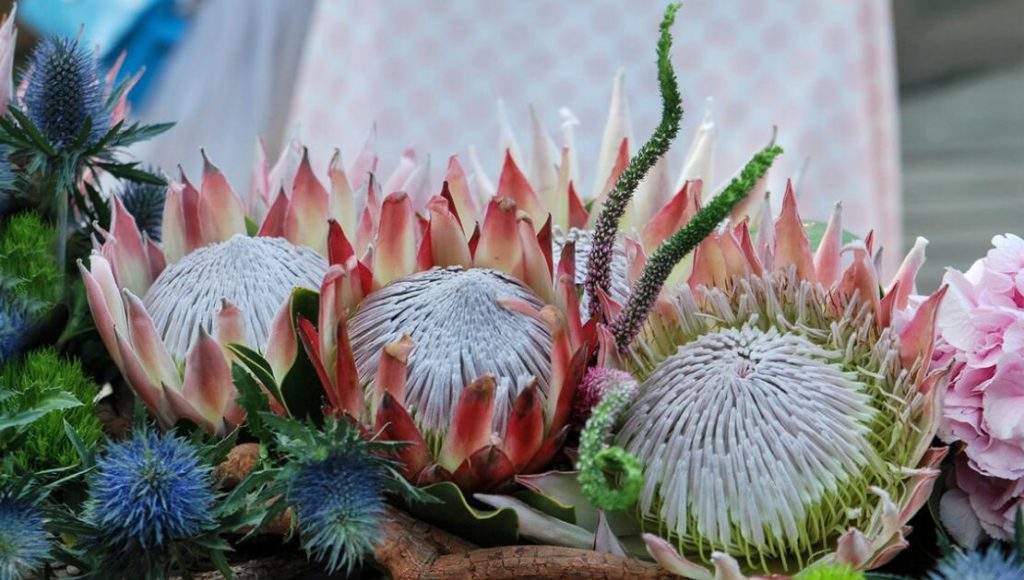 6种“霸王花”，开出来比脸盘大，许多人连见都没见过