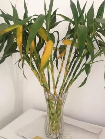 水培南天竹叶尖干枯怎么办,水培巴西木叶尖干枯怎么办