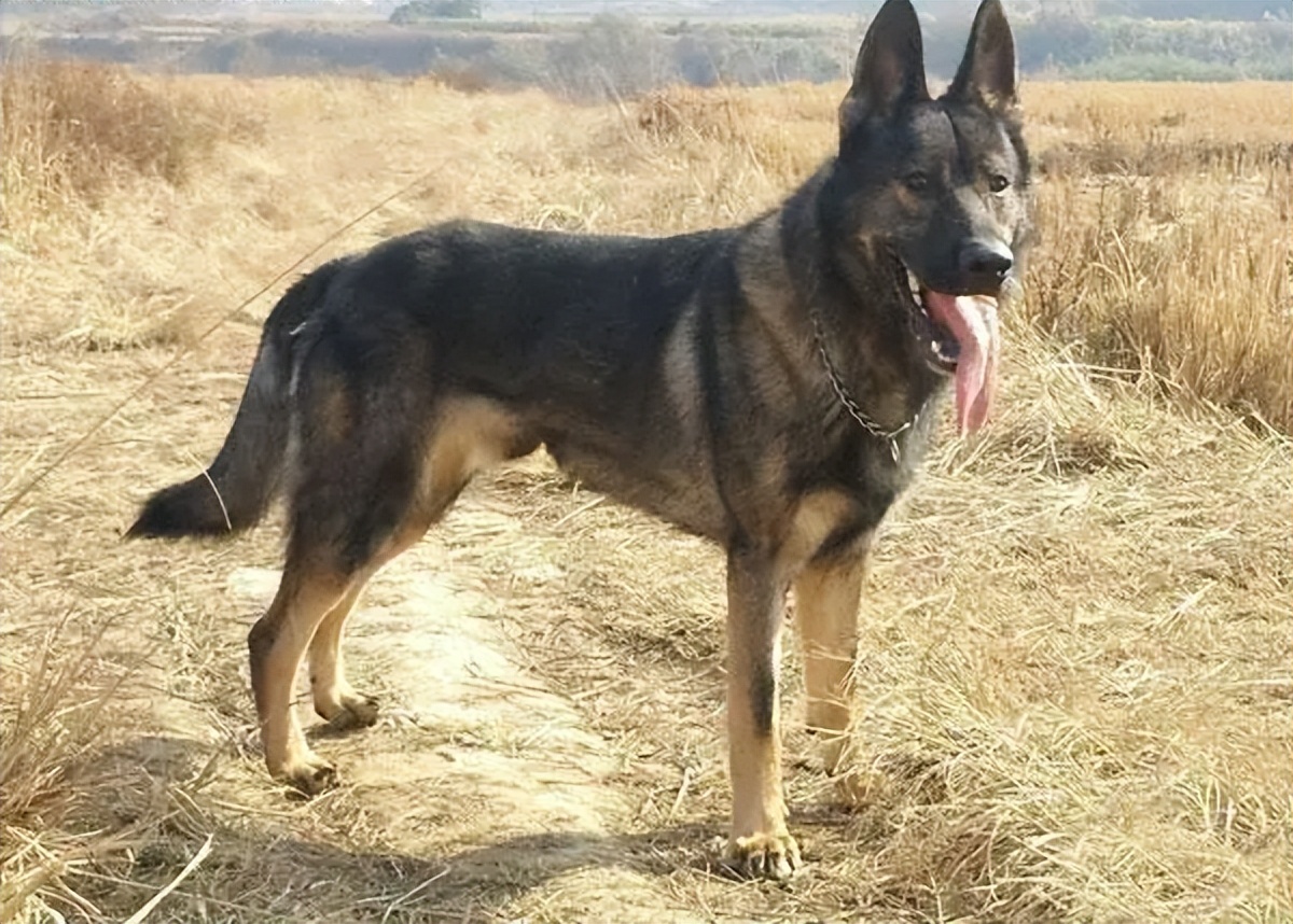 被禁养的五种狗你家有饲养了吗,最不建议养的五种狗