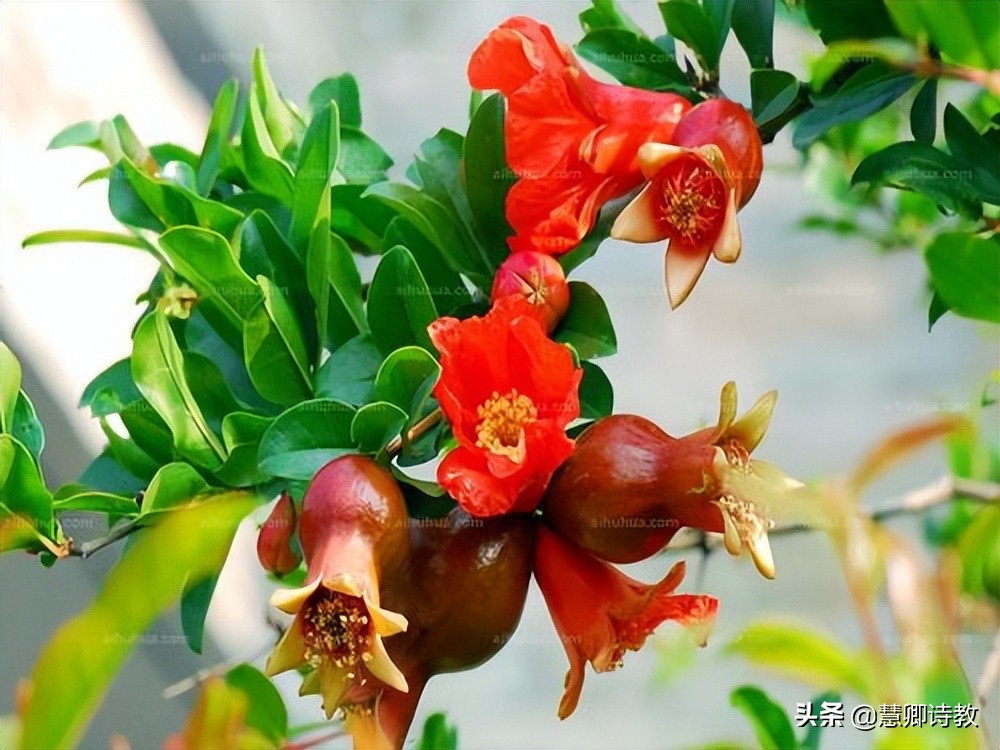 满分作文我的植物朋友三年级,满分作文我的植物朋友300字