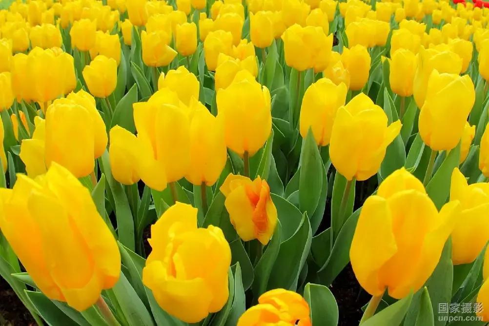 世界十大悲伤全部花语,花语代表悲伤的花有哪些