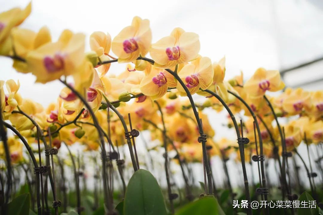 广东普宁有个万花园，由68座小花园组成，编织了农民美丽之梦