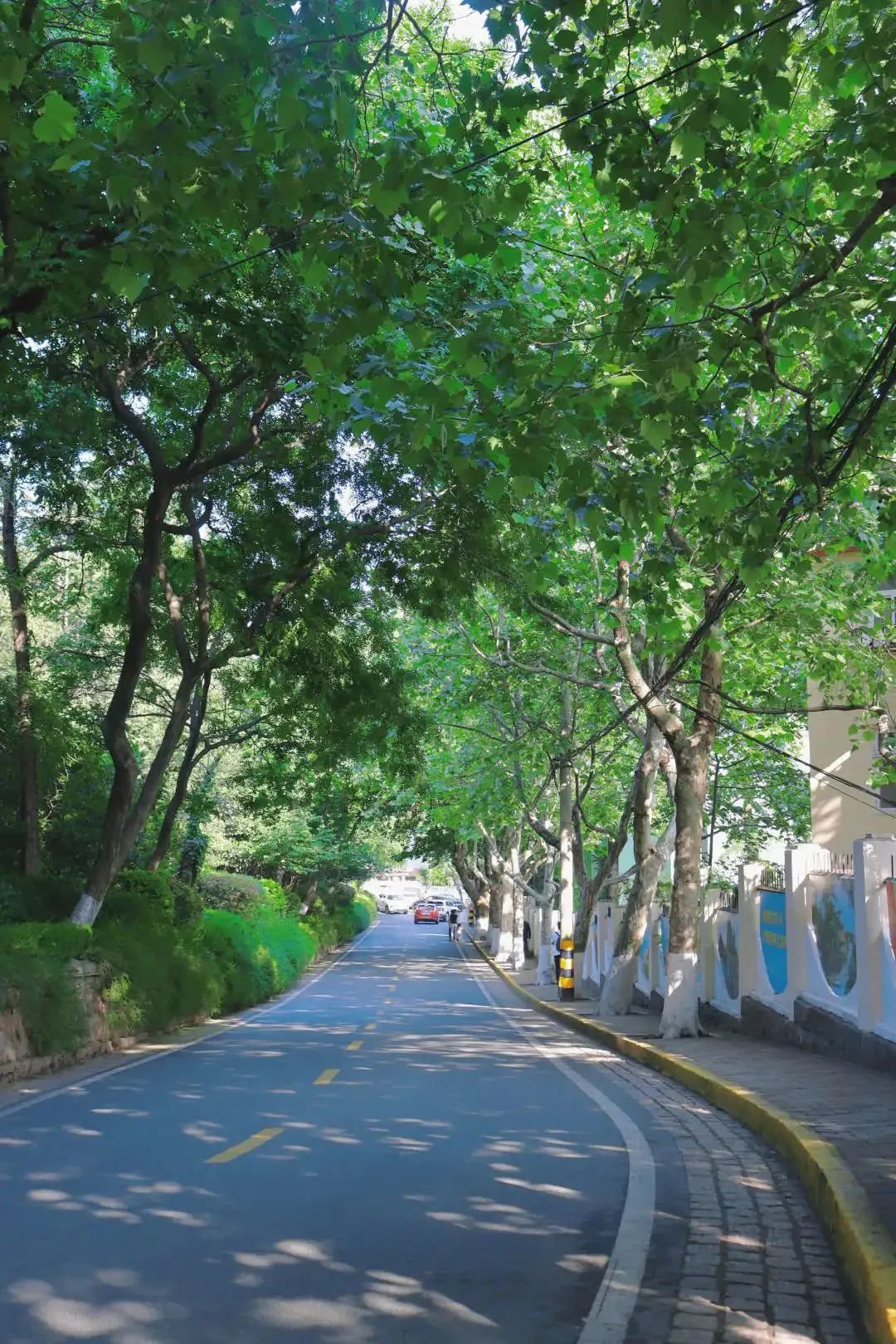 青岛绝美的一条路,青岛都是树的风景路