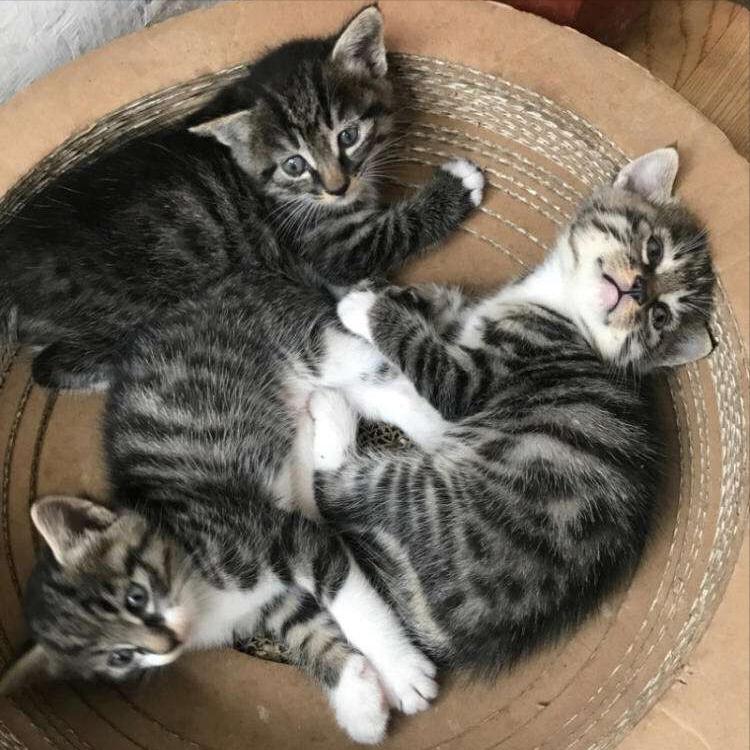 中国狸花猫在国外为什么很贵,为什么狸花猫最便宜