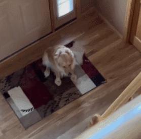 金毛误入地铁站后续,金毛闯地铁