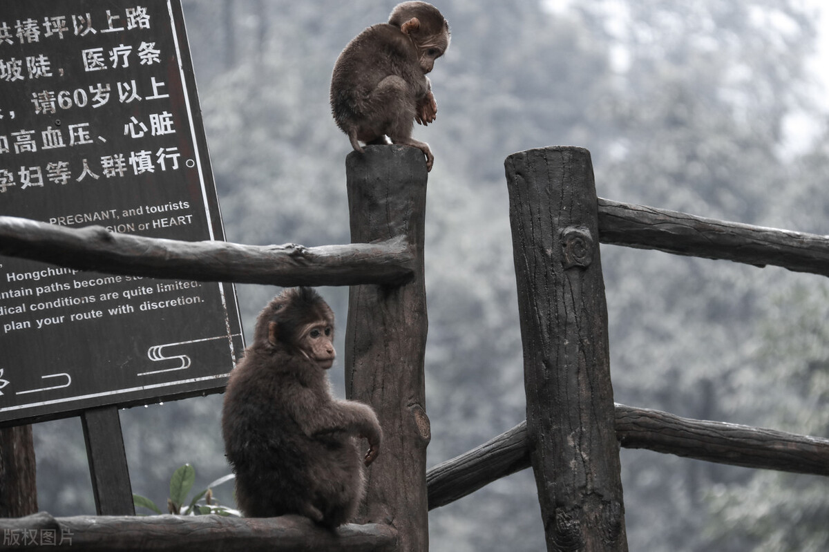 峨眉山猴子倒霉时刻,峨眉山猴子有过哪些恶劣事情