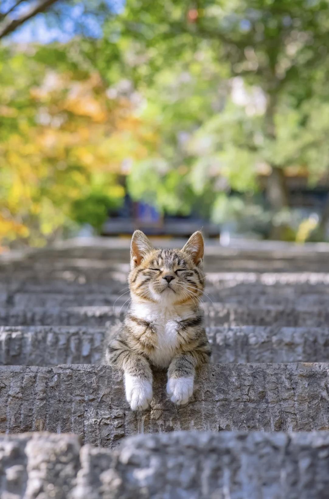 治愈系壁纸｜132张可爱小猫咪的样子
