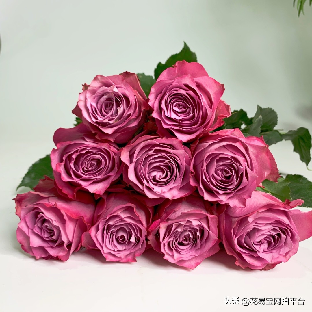 33支乌梅酱紫玫瑰花束,乌梅子酱色花束七夕爆火