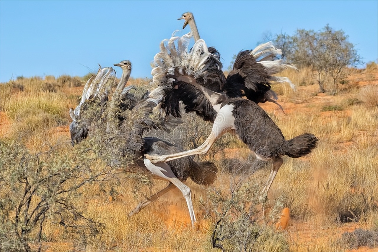 楦甸笩涓庡叾浠栧姩鐗╃殑鎴樻枟,楦甸笩涓庝汉鎼忔枟