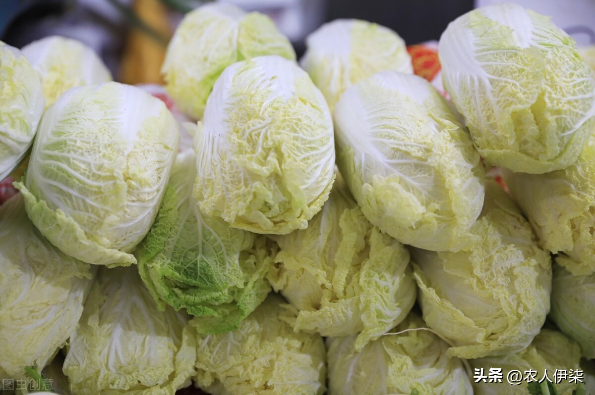 白菜发苦何因,白菜馅的水饺白菜为啥发苦
